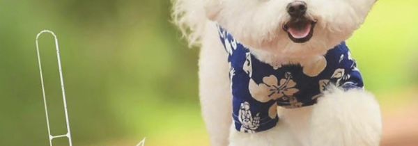 苏州常熟市养犬管理办证服务点汇总