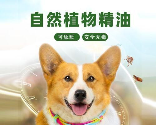 如何预防宠物身上的蜱虫侵袭（养宠必读）