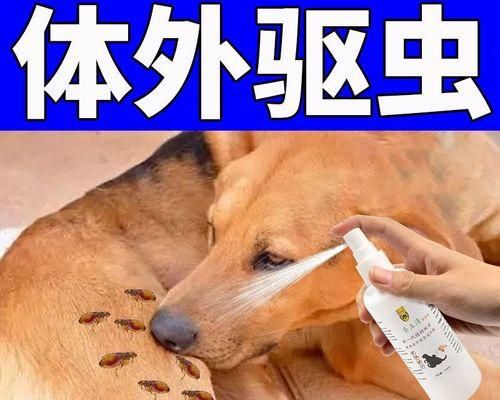 如何预防宠物身上的蜱虫侵袭（养宠必读）