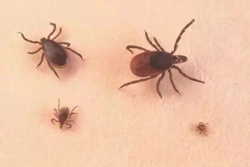 宠物得蜱虫,了解病因防患未然