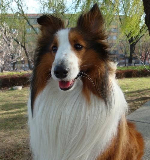 苏格兰牧羊犬的皮肤病怎么办（宠物皮肤保健方法）