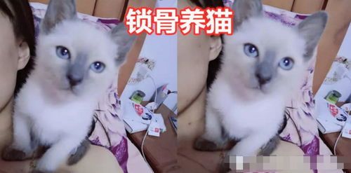 锁骨养鱼，宠物日常趣味集