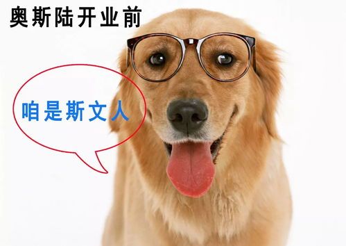 “狗狗锁多久？宠物安全锁时长指南！”