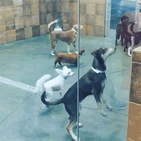 不要再问我宠物猪在哪里买的，好不好养了，这真的是一条狗