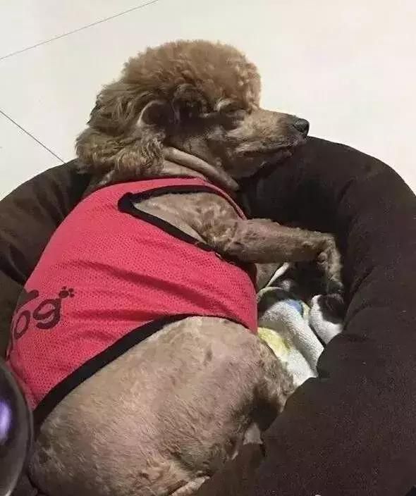 不要再问我宠物猪在哪里买的，好不好养了，这真的是一条狗