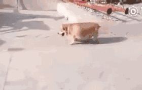 不要再问我宠物猪在哪里买的，好不好养了，这真的是一条狗