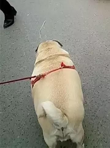 不要再问我宠物猪在哪里买的，好不好养了，这真的是一条狗