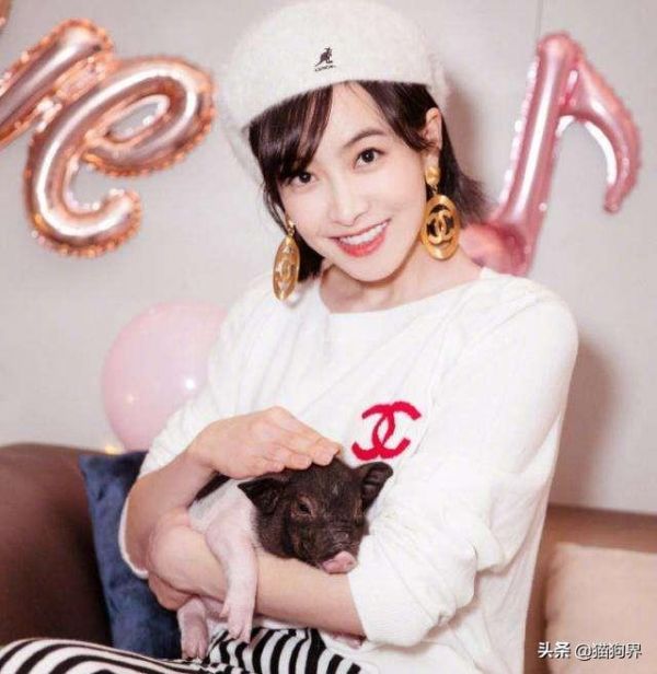 陷入“闺女”宋茜的宠物猪猪里中,我竟然种草了一只猪