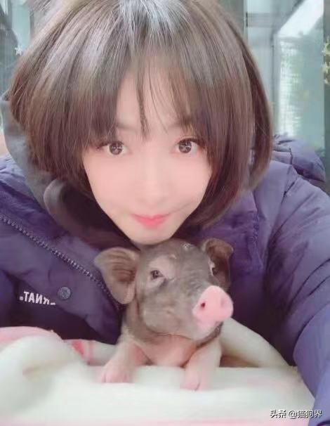 陷入“闺女”宋茜的宠物猪猪里中,我竟然种草了一只猪