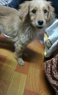 西宁训犬达人，宠物知识库