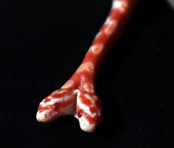 罕见双头宠物小蛇，专家称出生率万分之一