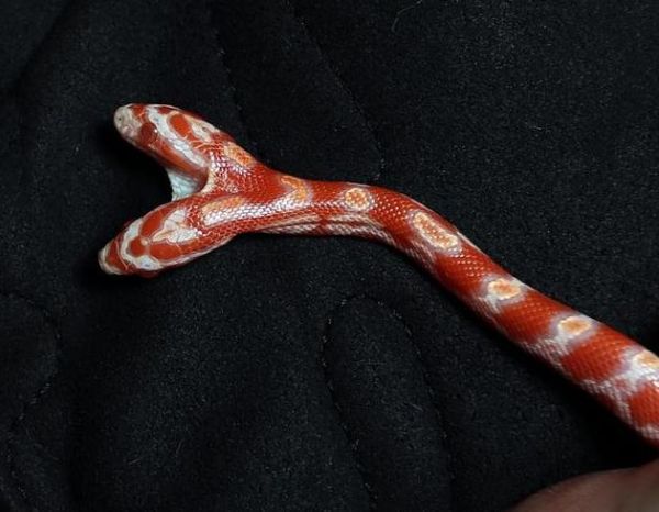 罕见双头宠物小蛇，专家称出生率万分之一