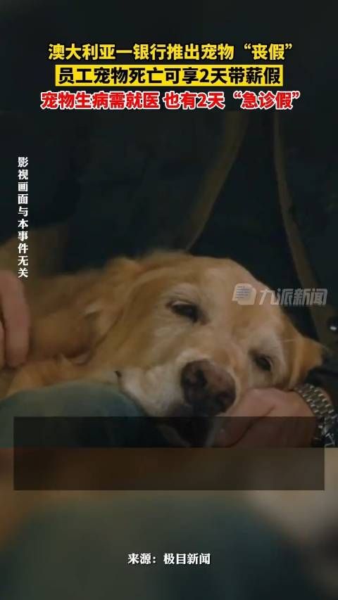 澳大利亚一银行提供2天宠物丧假:宠物死亡可享2天带薪假 宠物生病也有2天急诊假