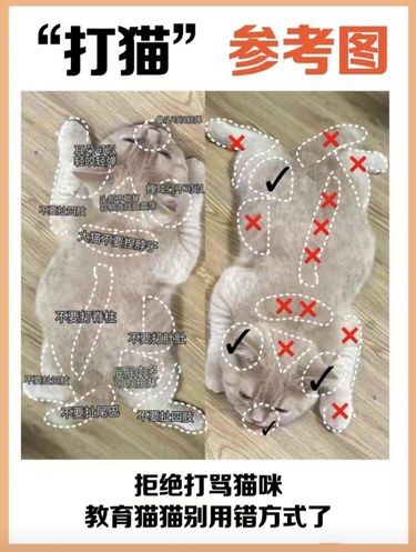 科学打猫‼️‼️