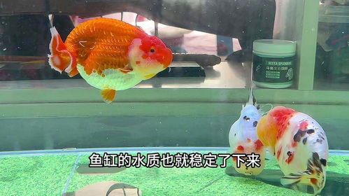养鱼达人集锦_宠物鱼生活秀