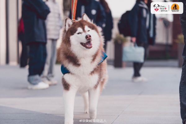 我干了一件出格的事，自从我们进入校园建立治疗犬社团后…