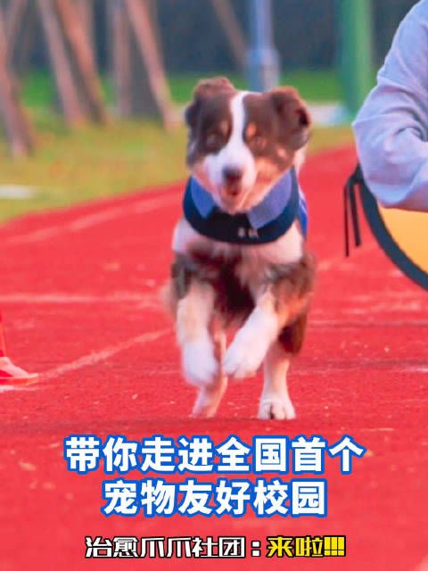 治愈爪爪&暖暖社区｜打造全国首个人宠友好学校！