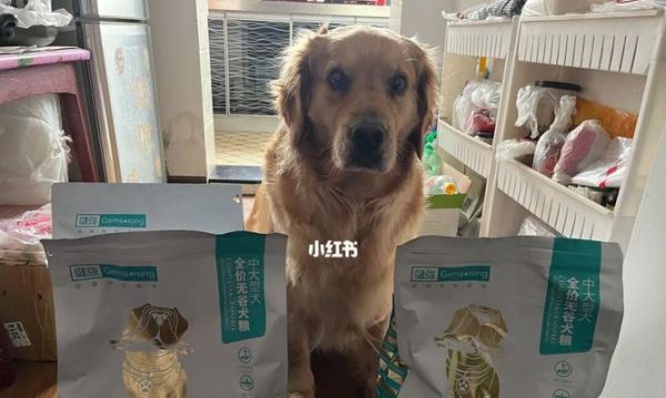 金毛犬的饮食问题（了解金毛犬的饮食需求，让宠物健康成长）