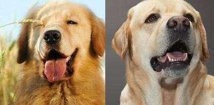 金毛犬的饮食问题（了解金毛犬的饮食需求，让宠物健康成长）