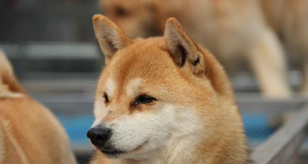 如何让你的宠物柴犬健康增重（养胖柴犬的食谱和建议）
