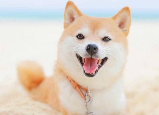 如何让你的宠物柴犬健康增重（养胖柴犬的食谱和建议）