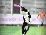 昆山训犬基地 专业训犬超大场地 诚信保障