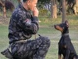 苏州昆山宠物犬行为习惯纠正 训犬学校 诚信保障
