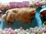 苏州狗狗火化服务-宠物无害化处理接收点