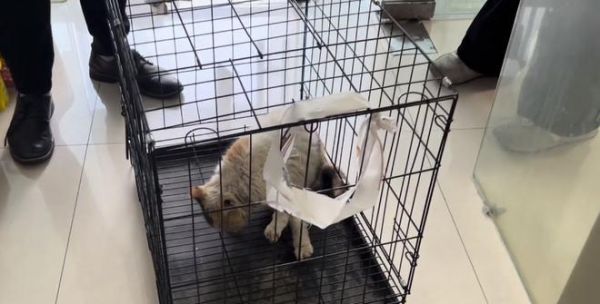 家里如何给猫咪安乐死？合法程序和注意事项是什么？