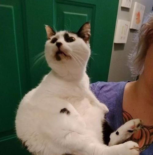 以小猫能安乐死吗——探讨宠物安乐死现状（揭开宠物安乐死的面纱）
