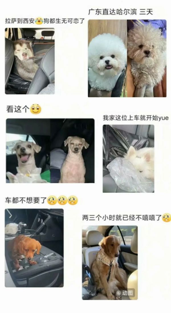 狗生没有售价，铁腚直达老家：2025 年春节狗狗归乡之旅