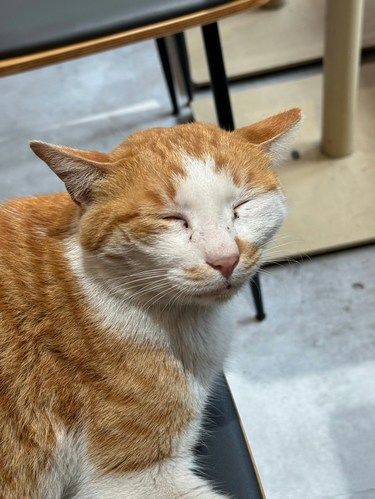 被这家宠物医院暖到了 铲屎官必看！
