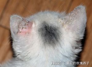“无洗耳液，猫咪耳螨速清妙招！”