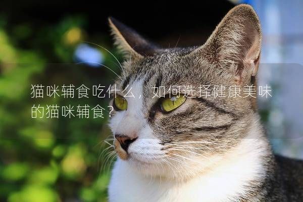 猫咪辅食吃什么，如何选择健康美味的猫咪辅食？