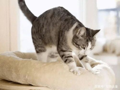 新生猫咪宜母乳，辅食需谨慎。