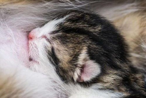 新生猫咪宜母乳，辅食需谨慎。