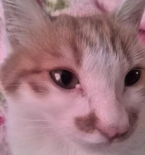 揭开猫咪眼睛里的泪之谜（探究猫咪眼泪的成因和处理方法）