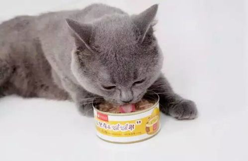 猫咪罐头:宠物美食日记