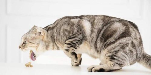 猫咪出生多久加辅食