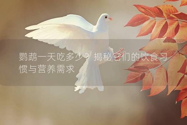 鹦鹉一天吃多少？揭秘它们的饮食习惯与营养需求