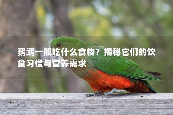 鹦鹉一般吃什么食物？揭秘它们的饮食习惯与营养需求