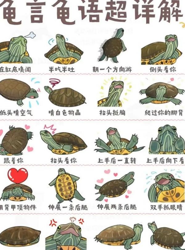 忍者龟怎么养（忍者龟怎么养喂什么）
