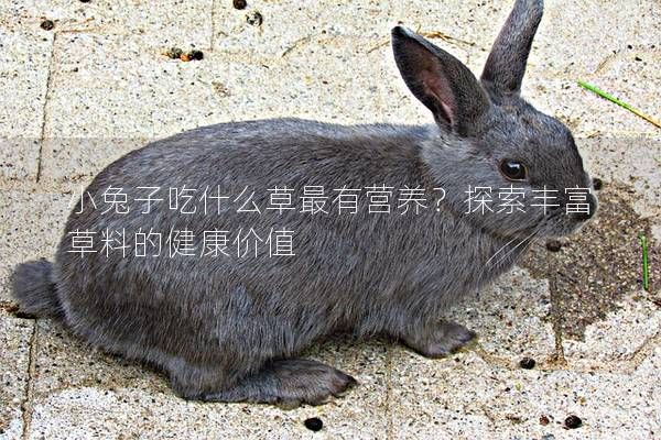 小兔子吃什么草最有营养？探索丰富草料的健康价值