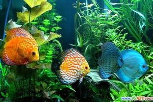 神仙鱼最佳伴侣：水草选择指南，提升观赏效果！