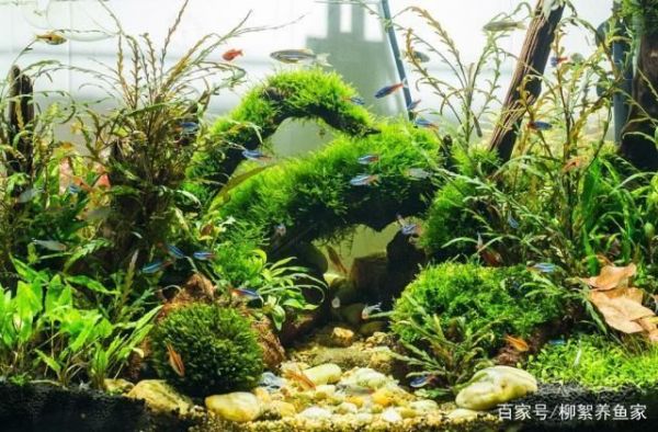 混养环境过滤系统的优化（混养鱼缸水流设计要点底滤与周转箱过滤对比搭配指南）
