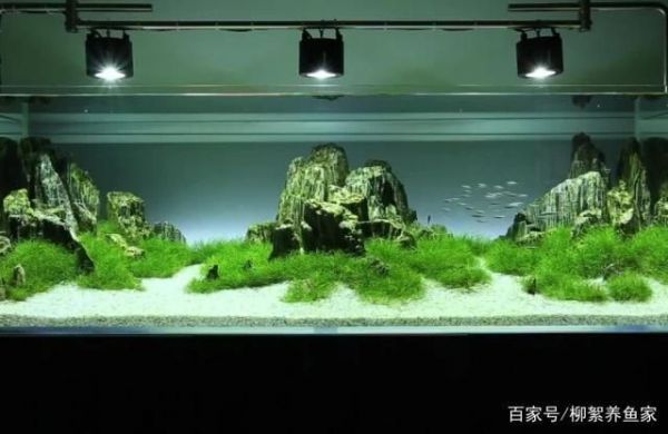 混养环境过滤系统的优化（混养鱼缸水流设计要点底滤与周转箱过滤对比搭配指南）