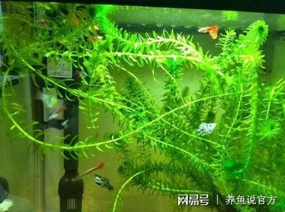 鱼缸水草选择与搭配指南：鱼缸水草的选择与搭配 鱼缸百科 第4张