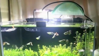 鱼缸水草选择与搭配指南：鱼缸水草的选择与搭配 鱼缸百科 第3张