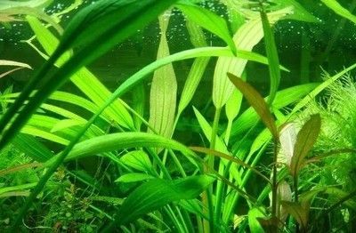 鱼缸水草选择与搭配指南：鱼缸水草的选择与搭配 鱼缸百科 第5张