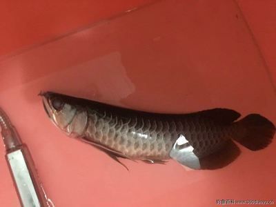 雷龙鱼能活多少岁啊（雷龙鱼日常饮食搭配指南） 龙鱼百科 第1张